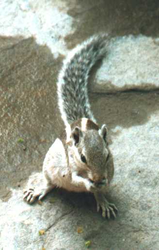 eekhoorntje.jpg (19638 bytes)