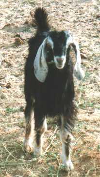 geit.jpg (14672 bytes)