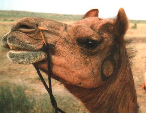 kameel_kop.jpg (20015 bytes)