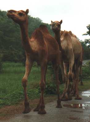 kamelen.jpg (10352 bytes)