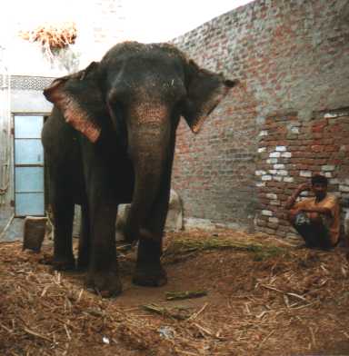 olifant_op_stal.jpg (19806 bytes)